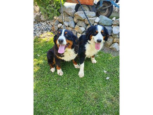 Ορεινός σκύλος Bernese