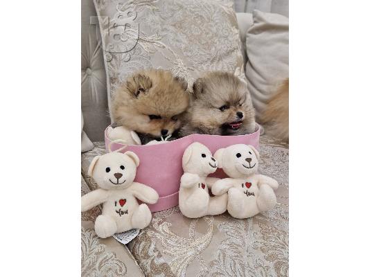 Pomeranians κουτάβια BOO καθαρόαιμα