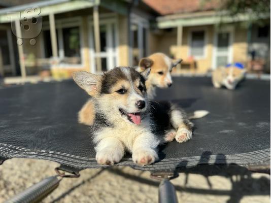 Κουτάβια Welsh Corgi Pembroke