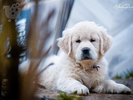 PoulaTo: Κουτάβια και νεαροί σκύλοι Golden Retriever προς πώληση