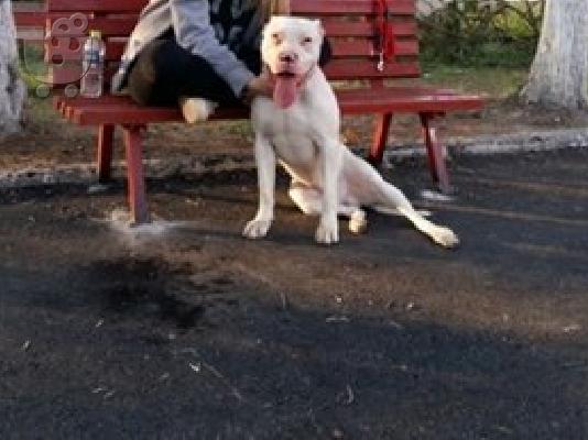 PITBULL!