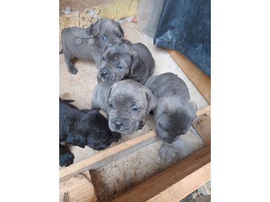 cane corso