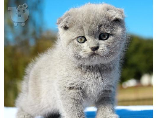 PoulaTo: Scottish Fold kittens - Σκωτσέζικα γατάκια Φολντ