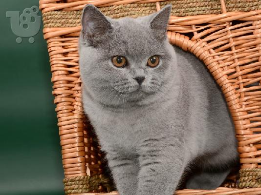 Tortie British Shorthair