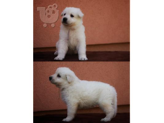 Swiss White Shepherd Dogs