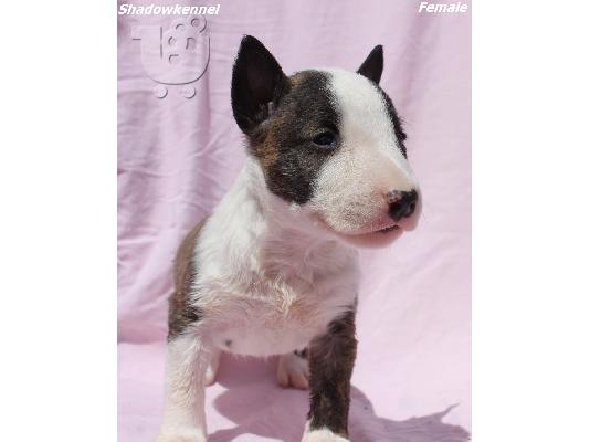 Κουτάβια Mini Bull Terrier