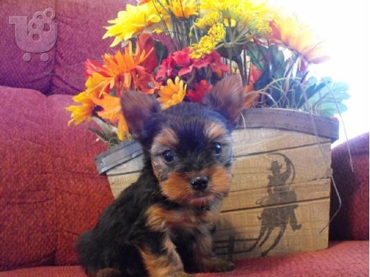 Υπέροχες κουτάβια Yorkie