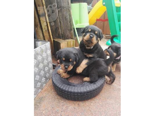 PoulaTo: Κουτάβια Rottweiller για Υιοθεσία