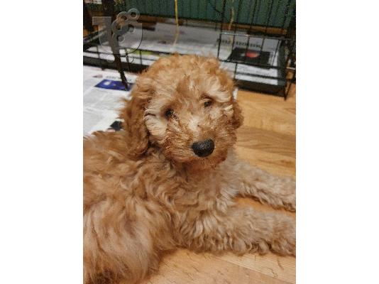 PoulaTo: POODLE CANICHE MINI APRICOT (ΚΑΝΙΣ)
