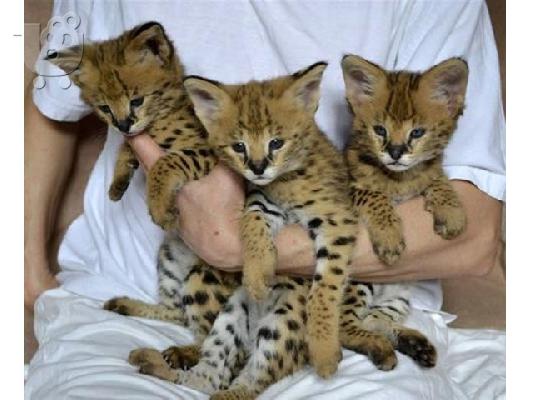 Προσφέρουμε Savannah Kittens