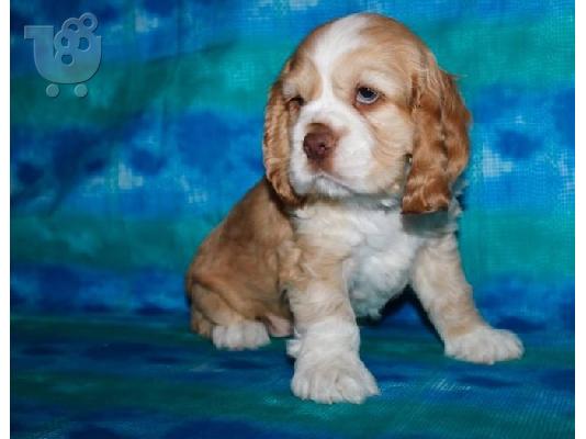 PoulaTo: Cocker spaniel Puppies