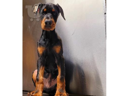 PoulaTo: Adorable Doberman Puppies