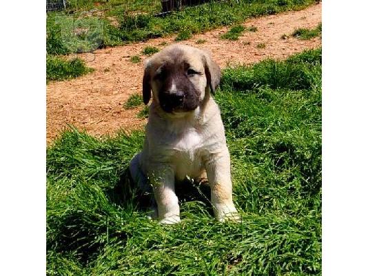 PoulaTo: Anatolian Shepherd Puppies