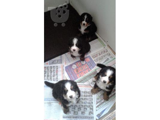 PoulaTo: Χαριτωμένος Bernese Mountain Dog έτοιμος