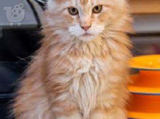 PoulaTo: Διαθέσιμο Maine Coon γατάκια