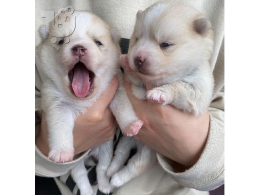 PoulaTo: Doberman Pups