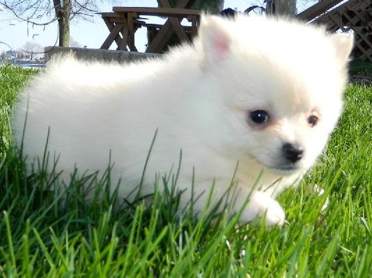 Καθαρά Pomeranian Puppies διαθέσιμα