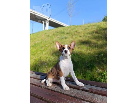 Κουτάβια Basenji