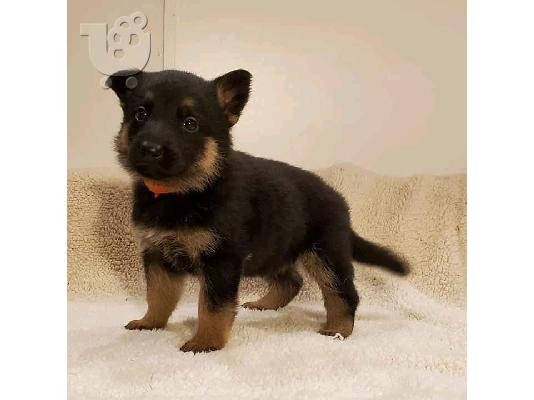PoulaTo: Beautiful Rottweiler puppy for sale     WhatsApp on +31684628354