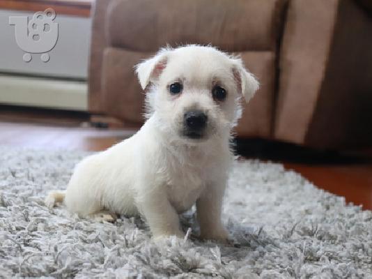 PoulaTo: West Highland Terrier Puppies