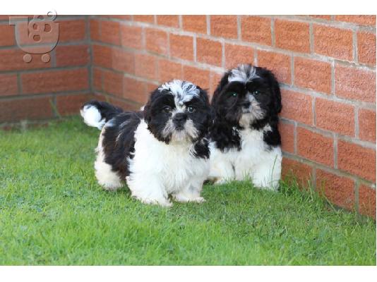 PoulaTo: Κουτάβια Shih Tzu για Υιοθεσία