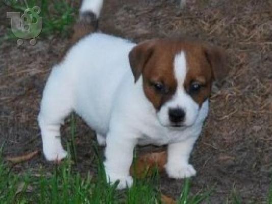 PoulaTo: σούπερ αξιολάτρευτο Jack Russell κουτάβια