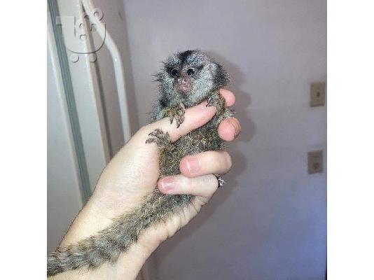 PoulaTo: Διατίθενται Tiny Marmoset Monkeys