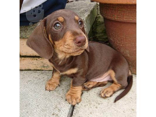 Καθαρόαιμο Dachshund