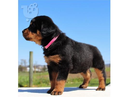 PoulaTo: Rottweiler puppies for a new home