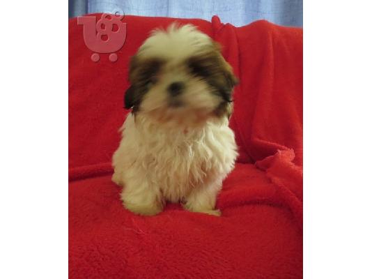 PoulaTo: SHIH TZU PUPPIES