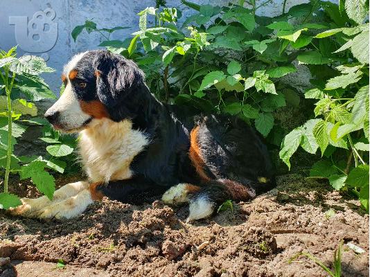 Ορεινός σκύλος Bernese