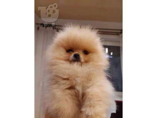 Pomeranian Spitz αρκουδάκια