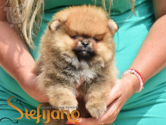Κουτάβια Pomeranian Boo