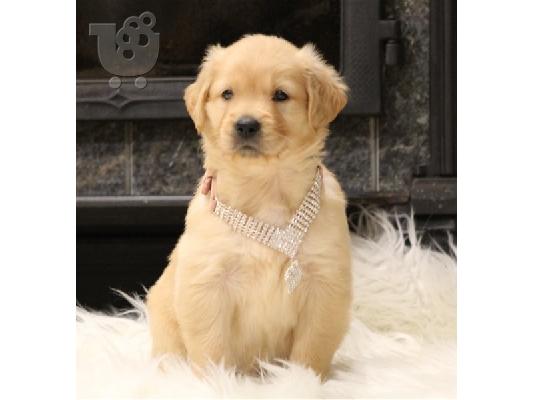 Goldern retriver Puppies for sales