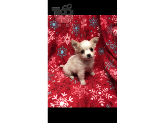 TEACUP AKC κουτάβια Chihuahua