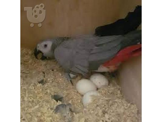 PARROT AND Parrot Eggs – FERTILE PARROT EGG  FOR VERY CHEAP PRICES