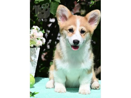 Κουτάβια Welsh Corgi Pembroke