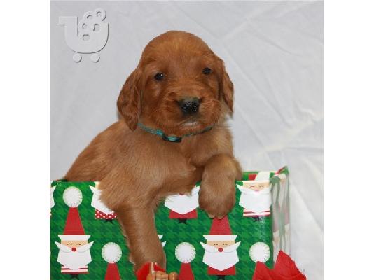 PoulaTo: Golden Irish Puppies
