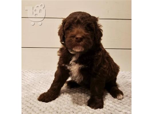 PoulaTo: Portuguese Pointer Puppies