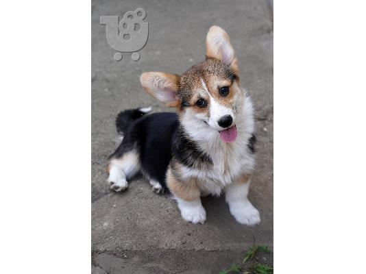 Ουαλικό Corgi Pembroke