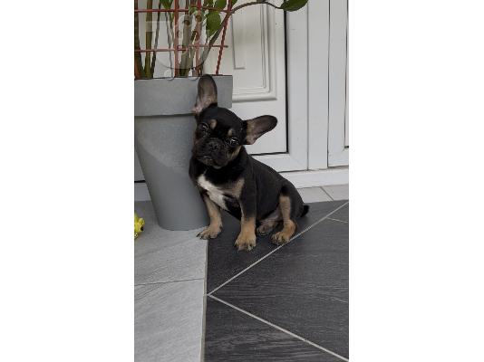 Αρσενικό κουτάβι French Bulldog black & tan