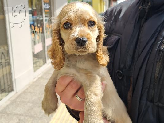 PoulaTo: Cocker Spaniel - Κόκερ Σπάνιελ