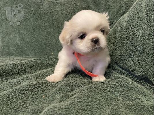 PoulaTo: Pekings Puppies