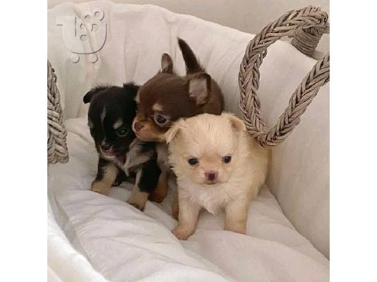 PoulaTo: Κουτάβι Chihuahua προς πώληση