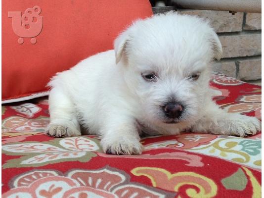 PoulaTo: Africanis Puppies