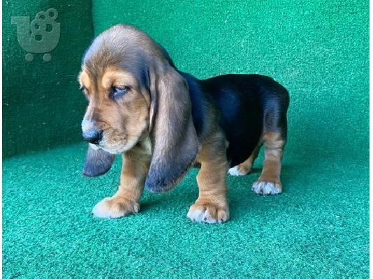 PoulaTo: Basset hound Puppies