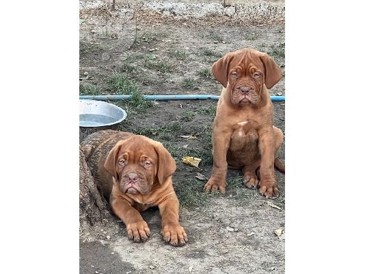 PoulaTo: Dogue de Bordeaux κουτάβια