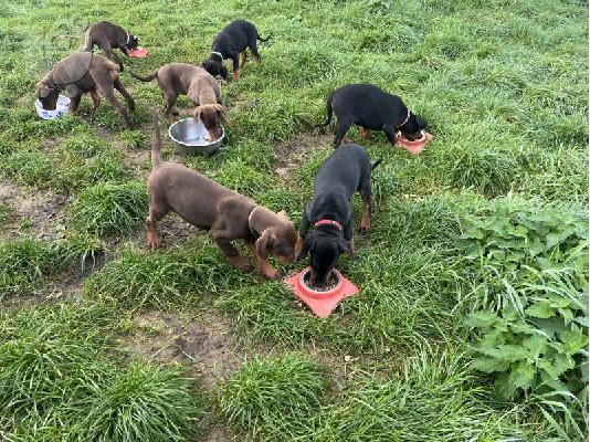 PoulaTo: Κορυφαίας ποιότητας κουτάβια Dobermann