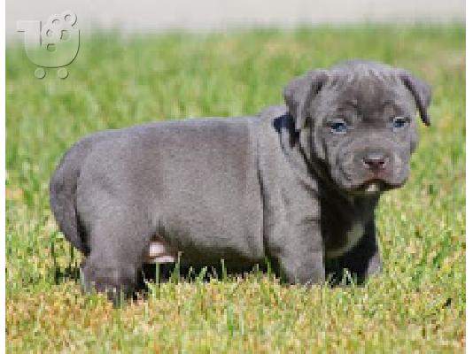 PoulaTo: Pitbull κουτάβι
