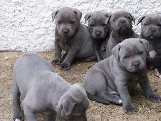 PoulaTo: Κουτάβια American Staffordshire Terrier,